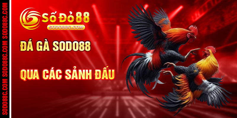 Đá Gà SODO88C Qua Các Sảnh Đấu Hàng Đầu