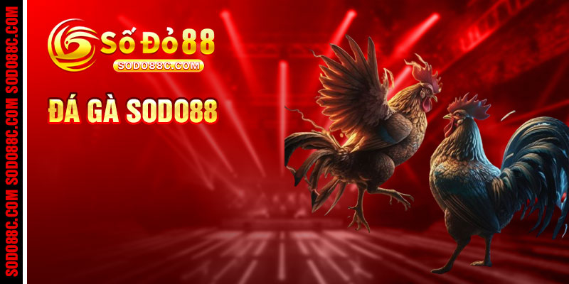 Đá Gà Sodo88c