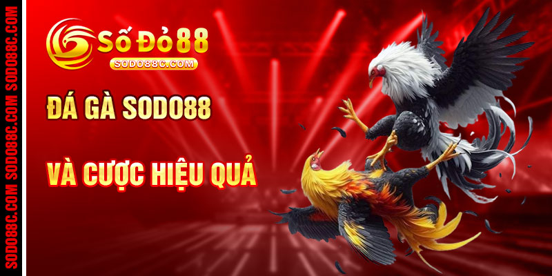 Đá Gà SODO88C Và Cách Cược Hiệu Quả